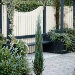 Juniperus Scopulorum Blue Arrow - Pot 3 Ltr -Tuin Gloed Verkoop 1979078505