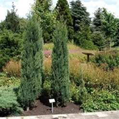 Juniperus Scopulorum Blue Arrow - Pot 3 Ltr -Tuin Gloed Verkoop 1979078511