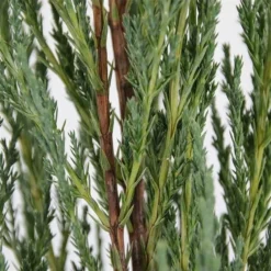 Juniperus Scopulorum Blue Arrow - Pot 3 Ltr -Tuin Gloed Verkoop 1979078517