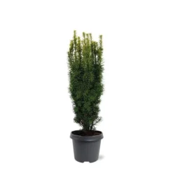 Taxus Baccata David - Totale Hoogte 70-80 Cm - Pot 5 Ltr