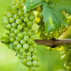 Tuin Gloed Verkoop 14 Vitis Vinifera - Totale Hoogte 80-120 Cm - Pot Ø 33 Cm