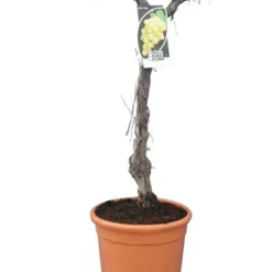 Tuin Gloed Verkoop -Tuin Gloed Verkoop 1979327544