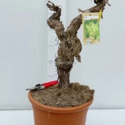 Vitis Vinifera - Pot Ø 50cm - Totale Hoogte 130-150 Cm [pallet] -Tuin Gloed Verkoop 1979327583