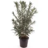 Nerium Oleander Wit - Pot Ø 40 Cm