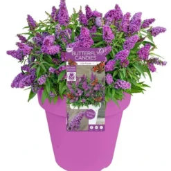 Buddleja Davidii Butterfly Candy Little Purple - Pot 3 Ltr