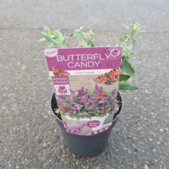 Buddleja Davidii Butterfly Candy Little Purple - Pot 3 Ltr -Tuin Gloed Verkoop 1980160119