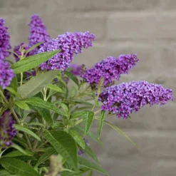 Buddleja Davidii Butterfly Candy Little Purple - Pot 3 Ltr -Tuin Gloed Verkoop 1980160122