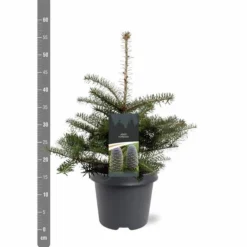 Abies Koreana - Totale Hoogte 50-60 Cm - Pot 5 Ltr -Tuin Gloed Verkoop 1980914076