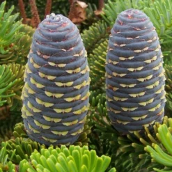 Abies Koreana - Totale Hoogte 50-60 Cm - Pot 5 Ltr -Tuin Gloed Verkoop 1980914079