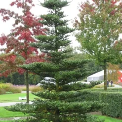 Abies Koreana - Totale Hoogte 50-60 Cm - Pot 5 Ltr -Tuin Gloed Verkoop 1980914082