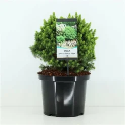 Picea Glauca Alberta Globe - Pot 5 Ltr