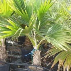 Pritchardia Hillebrandii - Pot Ø 40 Cm [pallet]