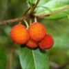 Arbutus Unedo - Totale Hoogte 60-80 Cm - Pot 8,4 Ltr