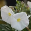 Convolvulus Cneorum - Totale Hoogte 35-45 - Pot Ø 22 Cm