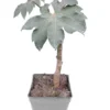 Tetrapanax Papyrifera - Totale Hoogte 30+ Cm - Pot 11 Cm