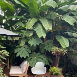 Musa Basjoo - Pot Ø 30 Cm -Tuin Gloed Verkoop 1982085162