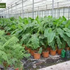 Musa Basjoo - Pot Ø 30 Cm -Tuin Gloed Verkoop 1982085165