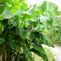 Musa Basjoo - Pot Ø 30 Cm -Tuin Gloed Verkoop 1982085168