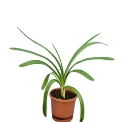 Agapanthus Africanus White - Pot Ø 20 Cm