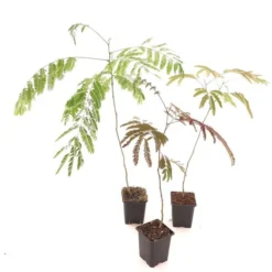Albizia Julibrissin Set Van 3 - Pot 9 X 9 Cm