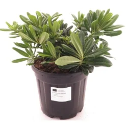 Pittosporum Tobira 'Nanum' - Totale Hoogte 30-50 Cm - Pot Ø 26 Cm - 8 Ltr