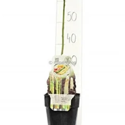 Asparagus Officinalis Gijnlim - Totale Hoogte 55-65 Cm - Pot 2 Ltr -Tuin Gloed Verkoop 1988385228