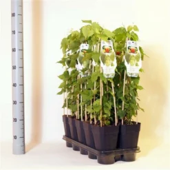 Humulus Lupulus - Totale Hoogte 20-40 Cm - Pot 2 Ltr -Tuin Gloed Verkoop 1988399253