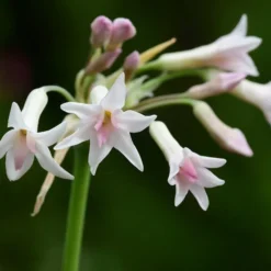 Tulbaghia Violacea Alba - Pot Ø 22 Cm -Tuin Gloed Verkoop 1988399325