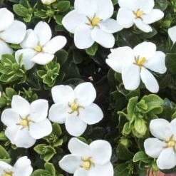 Gardenia Jasminoides Kleim's Hardy - Pot Ø 19 Cm -Tuin Gloed Verkoop 1988465415