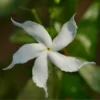 Gardenia Jasminoides Highlights Pinwheel - Totale Hoogte 30+ Cm - Pot Ø 19 Cm