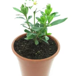 Tuin Gloed Verkoop 12 Gardenia Jasminoides Sweetheart - Totale Hoogte 25-35 Cm - Pot Ø 17 Cm