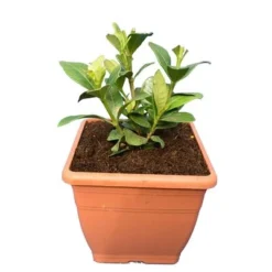 Tuin Gloed Verkoop -Tuin Gloed Verkoop 1988465499