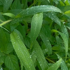 Setaria Palmifolia - Pot 9 X 9 Cm