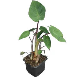 Colocasia Esculenta Set Van 2 - Pot 9 X 9 Cm -Tuin Gloed Verkoop 1990167843