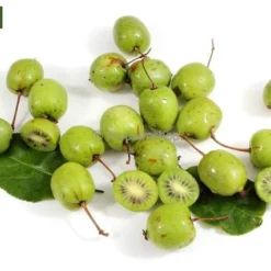 Actinidia Kolomikta - Pot 2 Ltr -Tuin Gloed Verkoop 1990204839