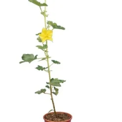 Fremontodendron California Glory - Pot Ø 21 Cm -Tuin Gloed Verkoop 1990502748