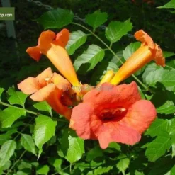 Campsis Radicans - Totale Hoogte 160+ Cm - Pot Ø 20 Cm -Tuin Gloed Verkoop 1990523610