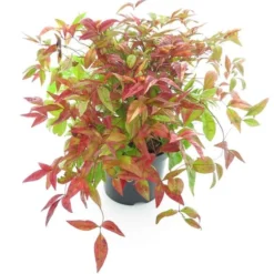 Nandina Domestica Firepower - Totale Hoogte 40-50 Cm - Pot Ø 19 Cm