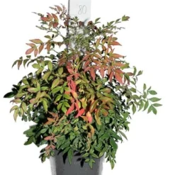 Nandina Domestica Obsessed - Totale Hoogte 80-100 Cm - Pot Ø 32 Cm -Tuin Gloed Verkoop 1990534776