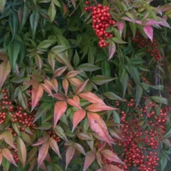 Nandina Domestica - Totale Hoogte 90-110 Cm - Pot Ø 32 Cm -Tuin Gloed Verkoop 1990536582