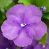 Brunfelsia Pauciflora - Totale Hoogte 60-80 Cm - Pot Ø 21 Cm