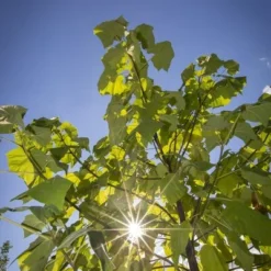Paulownia Tomentosa - Totale Hoogte 40+ Cm - Pot Ø 26 Cm