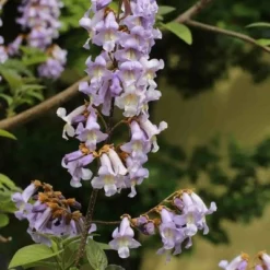 Tuin Gloed Verkoop -Tuin Gloed Verkoop 1990835352