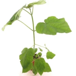 Paulownia Tomentosa - Totale Hoogte 40+ Cm - Pot Ø 26 Cm 7 Paulownia Tomentosa - Totale Hoogte 40+ Cm - Pot Ø 26 Cm -Tuin Gloed Verkoop 1990835358