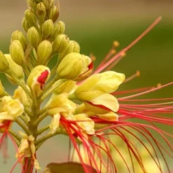 Caesalpinia Gilliesii - Totale Hoogte 90-110 Cm - Pot Ø 21 Cm