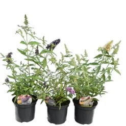 Tuin Gloed Verkoop 7 Buddleja Buzz Set Van 3 - Ivory + Midnight + Violet - Pot 3 Ltr