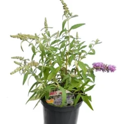 Tuin Gloed Verkoop -Tuin Gloed Verkoop 1990988976