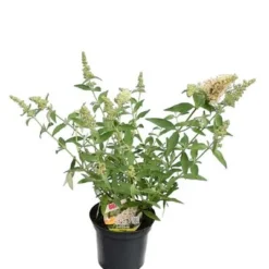 Buddleja Buzz Set Van 3 - Ivory + Midnight + Violet - Pot 3 Ltr -Tuin Gloed Verkoop 1990988979