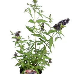 Buddleja Buzz Set Van 3 - Ivory + Midnight + Violet - Pot 3 Ltr -Tuin Gloed Verkoop 1990988982