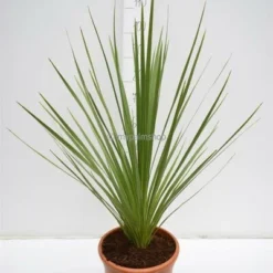 Cordyline Australis - Stam 20-40 Cm - Totale Hoogte 150-180 Cm - Pot Ø 35 Cm -Tuin Gloed Verkoop 1990990773